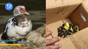 Patitos en Monterrey en peligro de extinción