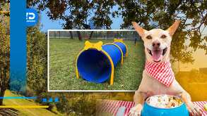 Lugares para visitar con mascotas en Monterrey