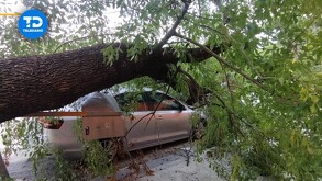 Cae árbol sobre carro en Monterrey