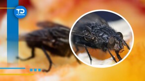 ¿Por qué hay tantas moscas en Torreón? Biólogo especialista explica