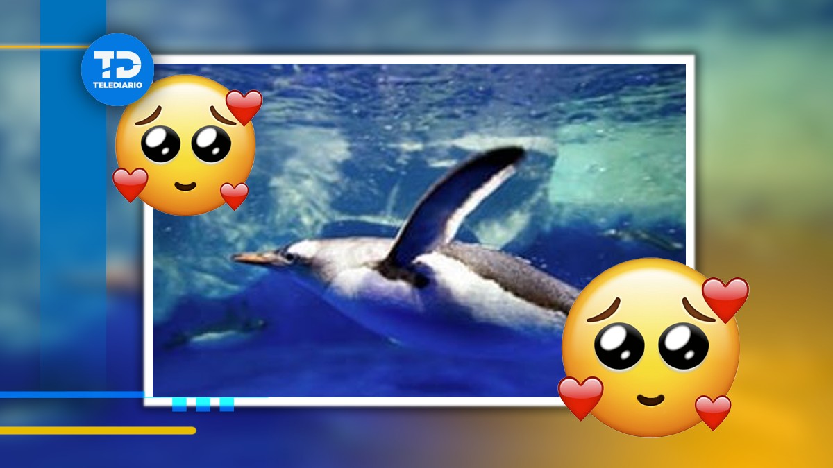 Pingüinos Sealadn