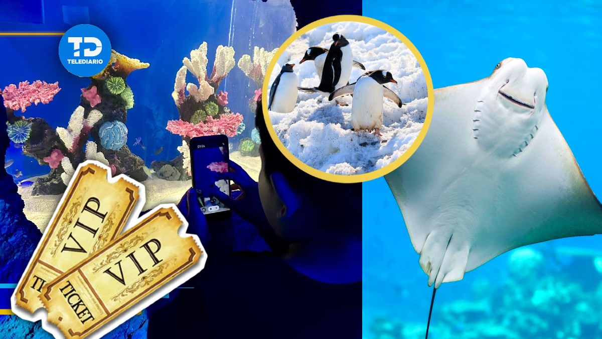 Sealand Monterrey boletos generales y VIP | Especial