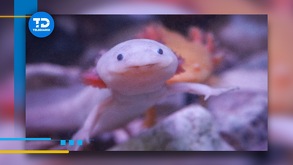 A solo 20 minutos del Centro histórico se encuentra el Bosque del Ajolote, AQUÍ te decimos su ubicación y el costo de entrada.