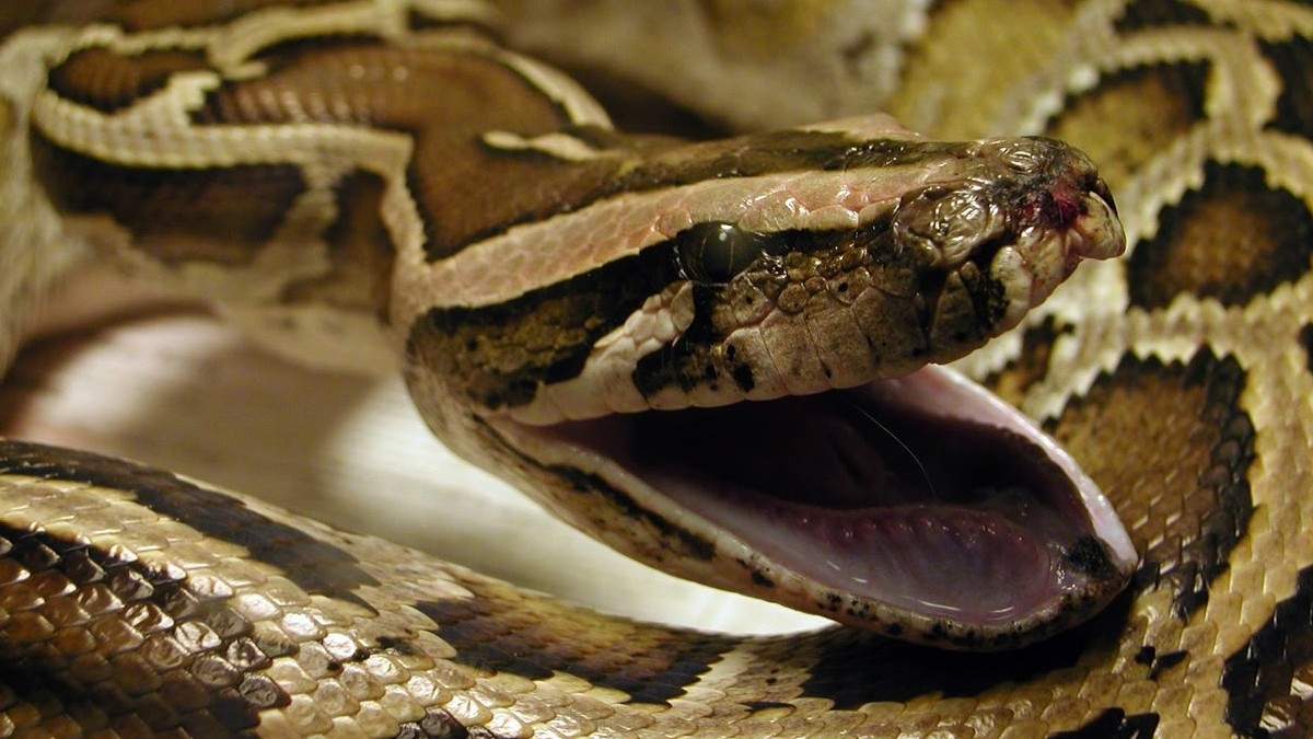 Imagen de una serpiente pitón / Especial
