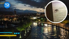 Un extraño animal corriendo por la noche en Monterrey fue captado en video