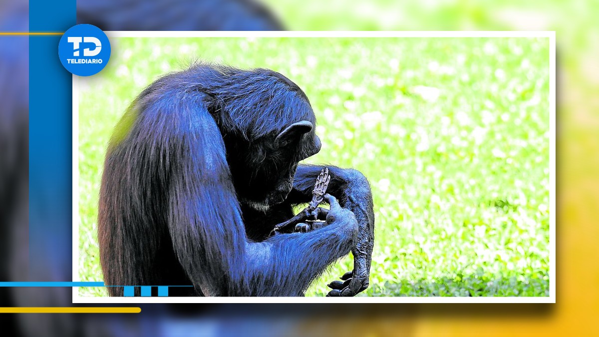 Chimpancé conmueve por no soltar el cadáver de su cría.