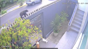 El oso de gran tamaño fue captado por las cámaras de seguridad de una vivienda