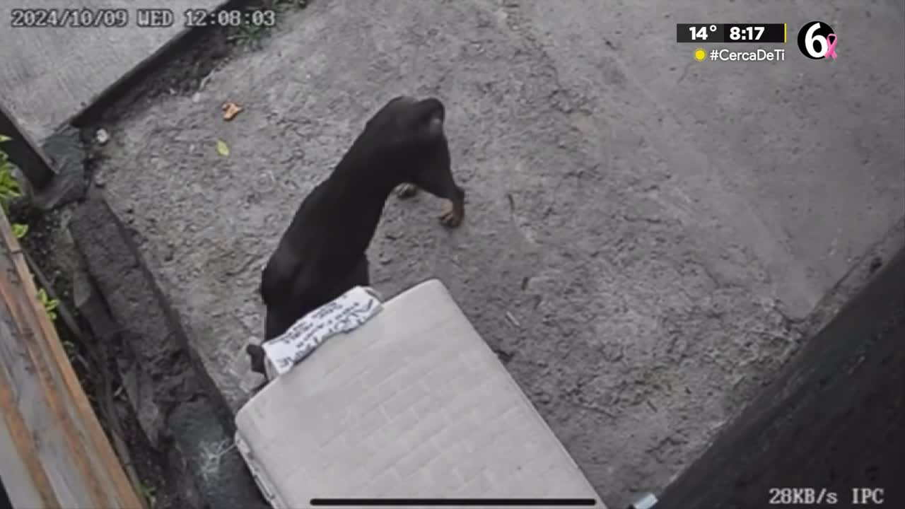 Roban perrito con todo y casa de una cafetería en la Gustavo A. Madero, CdMx