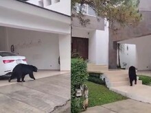 Monterrey: Graban a oso caminando en colonia