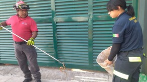 Encuentran víbora en pleno restaurante en Monterrey