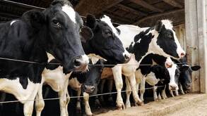 Estados Unidos mantiene veto a exportación de reses de Nuevo León.