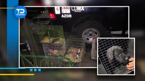 Cateo en albergue de Benito Juárez: animales tienen signos de maltrato