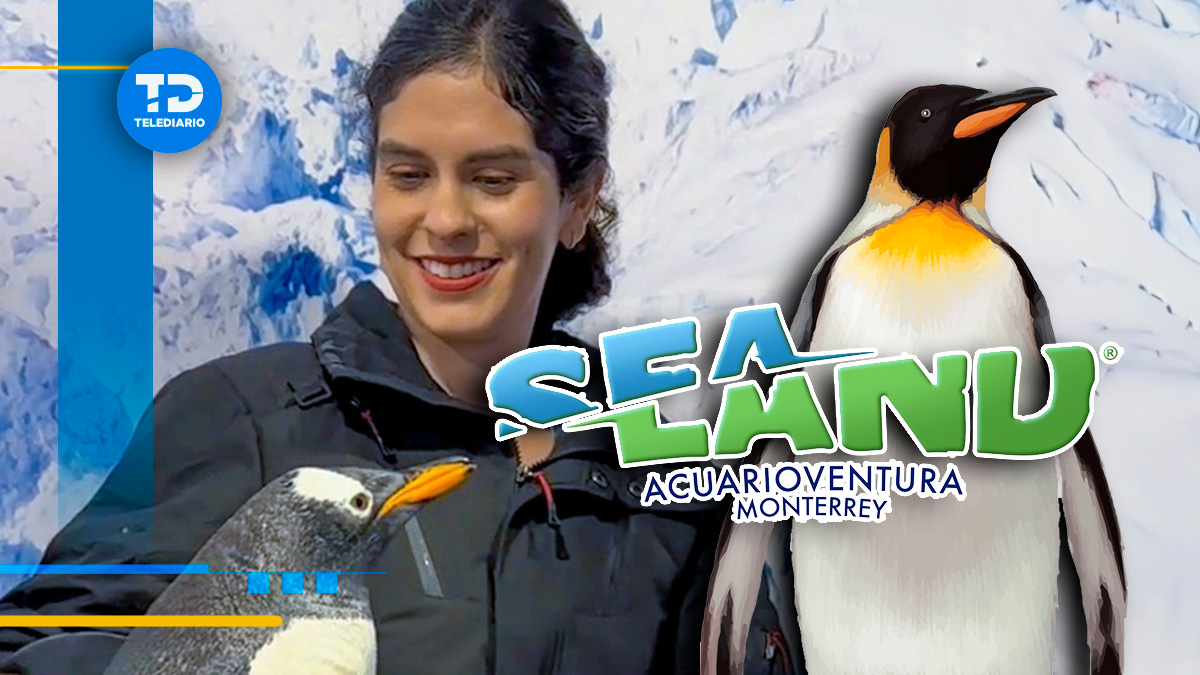 Sealand Monterrey informó sobre la "Pingüinavidad", invitando a todos a participar / Especial