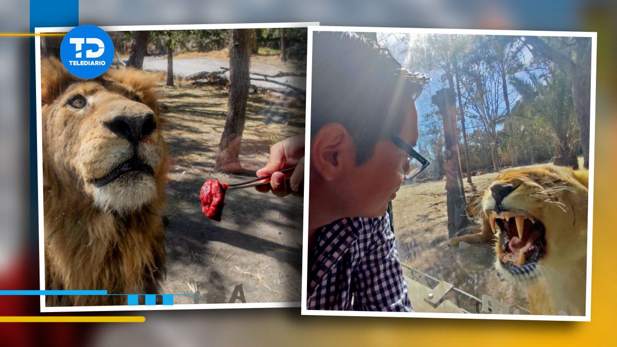 Con la experiencia de leones en Africam Safari puedes conocer a la manada que vive en el parque de preservación de vida silvestre | Melanie Torres