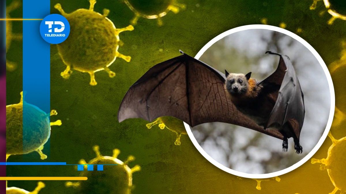 Las zoonosis pueden contaguiarse por diferentes focos de infección.| Especial