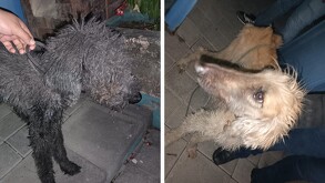 Perros que fueron rescatados en Guadalajara