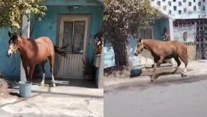 Monterrey: Caballo es abandonado en colonia Plutarco Elías Calles