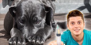 Las vacunas aplicadas han causado problemas a perros y gatos en Edomex