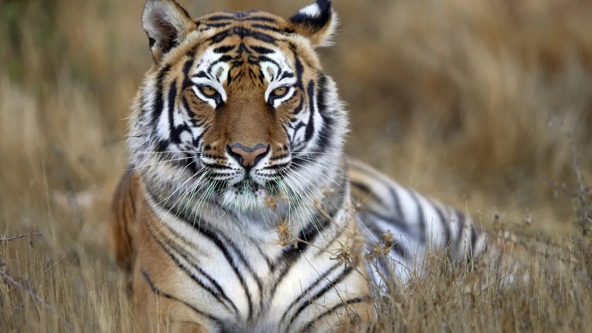 En la publicación donde sale el tigre se mencionaba que había sido encontrado en La Ciudad Deportiva, dato que fue desmentido.