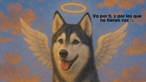 una perrita de raza Husky fue encontrada sin vida en un balcón de un domicilio ubicado en el callejón El Nogal en la zona centro de Guanajuato.