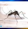 Alertan sobre la variante del mosquito del dengue que se presentará durante este 2025, aseguran que será más agresiva. Alertan sobre la variante del mosquito del dengue que se presentará durante este 2025, aseguran que será más agresiva.