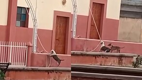 Un divertido momento vivieron los habitantes de una comunidad en San Luis Potosí luego de que dos lomitos juguetones hicieron un llamado a misa.