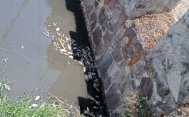 Peces muertos detectados en Zapopan sería por falta de oxígeno y no contaminación