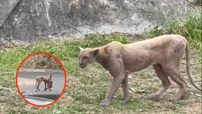 El puma asechó al gato para después atraparlo