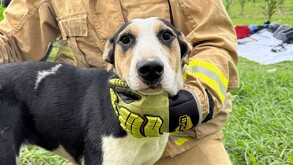 Zapopan: bomberos rescatan a-perrito que-cayó en-pozo
