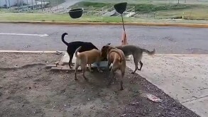 Cuatro perritos fueron sacrificados tras vivir años en una planta del Siapa; acusan al director técnico de haber ordenado enviarlos a la perrera.