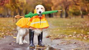 Los animales domésticos al igual que los seres humanos, necesitan atenciones y cuidados, sobre todo en temporadas de constantes lluvias.