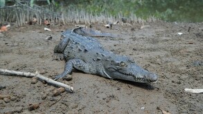 Cocodrilo decapitado en Puerto Vallarta desata denuncia penal; autoridades investigan delito ambiental y refuerzan acciones para proteger la fauna silvestre.