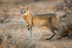 Un felino fue captado a la orilla del canal de riego que pasa por la terracería en San Pedro, Coahuila.