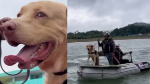 Joe, canino de Manadak9 de Protección Civil de Nuevo León