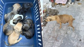 Denuncia ciudadana permitió rescatar a una perrita tras dar a luz a cinco cachorros en azotea de Guadalajara; autoridades investigan posible crueldad animal.