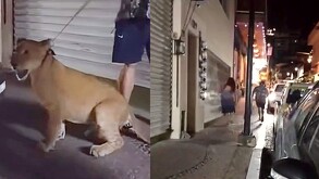 Leona Puerto Vallarta: captan a pareja paseando felino cerca del malecón
