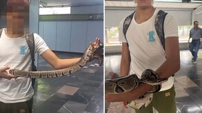 Menor es detenido por transportar una serpiente en la Línea 3 del Metro CdMx; reptil fue resguardo.