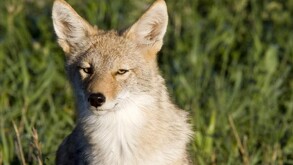 Coyotes en Monterrey