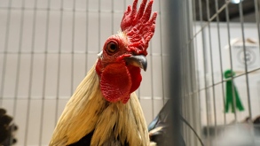 La presunta pelea de gallos al interior del C.E. Venustiano Carranza fue presenciado por alumnas y alumnos de distintos niveles, según se aprecia en fotografías