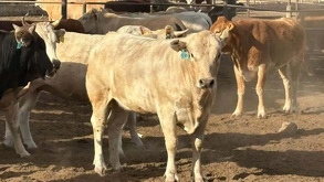 La Asociación de Engordadores de Ganado Bovino del Noreste (AEGBN) diseñó un plan de acción para prevenir, evitar y/o retardar la llegada del gusano barrenador.