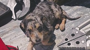 El personal de Protección Civil y Bomberos de Parras, Coahuila tras rescatar de entre las aguas de un canal enrejado a un pequeño perrito que cayó.