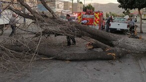 Tan solo en Torreón, se reportaron dos árboles colapsados y tres cables sueltos luego de una lluvia de 16 milímetros, según Protección Civil.