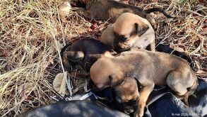En Pochutla, Oaxaca, abandonan hasta 20 mascotas al mes en basureros. Dejando Huella las rescata, pero urge conciencia: el maltrato animal es delito.