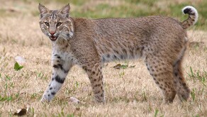 Un lince fue captado la tarde del domingo recorriendo con total normalidad las calles del fraccionamiento Villas de Irapuato, ubicado en zona sur del municipio.