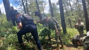 Policía y Marina hallaron marihuana oculta entre cultivos en Tlahuapan, Puebla. Aseguraron las plantas, pero no hay detenidos. ¿Quién cultivaba allí?