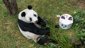 Panda Xin Xin, que se ubica en Chapultepec, está en etapa final de su vida tras cumplir 35 años, asegura Sedema.