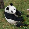 Panda Xin Xin, que se ubica en Chapultepec, está en etapa final de su vida tras cumplir 35 años, asegura Sedema. Panda Xin Xin, que se ubica en Chapultepec, está en etapa final de su vida tras cumplir 35 años, asegura Sedema.