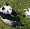 Panda Xin Xin, que se ubica en Chapultepec, está en etapa final de su vida tras cumplir 35 años, asegura Sedema. Panda Xin Xin, que se ubica en Chapultepec, está en etapa final de su vida tras cumplir 35 años, asegura Sedema.