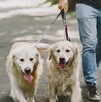 Una joven habitante de Ciudad de México comparte una nueva forma de extorsionar a los capitalinos que pasean a sus perros Una joven habitante de Ciudad de México comparte una nueva forma de extorsionar a los capitalinos que pasean a sus perros