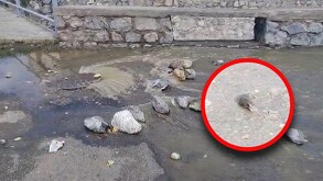 Vecinos de la colonia Balcones de la Aurora también reportaron un hundimiento tras las fuertes lluvias de los últimos días en la ciudad.